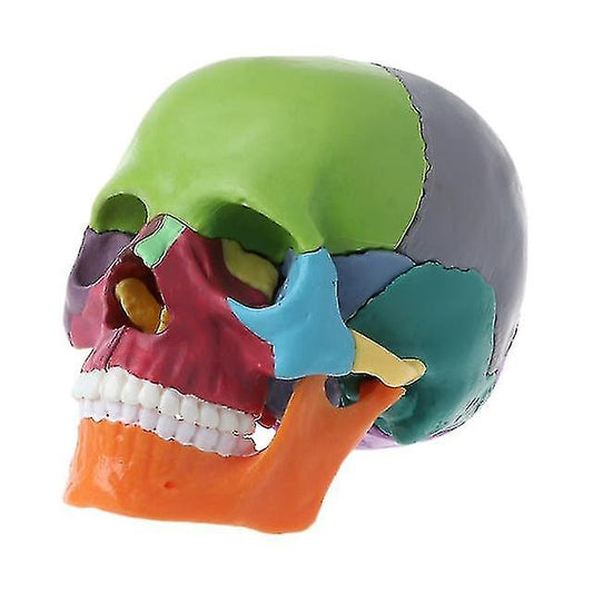 (Y)New Anatomy Skull Model 15 Parts Human Anatomy Exploded Skull Detachable Palm-Sized Mini Human Color Medical