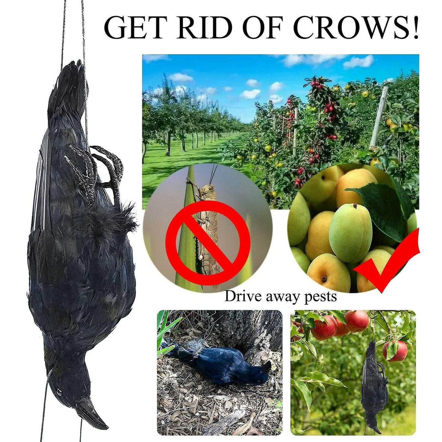 (Y)Realistic Hanging Dead Crow Lifesize Extra Black Feathered Crow