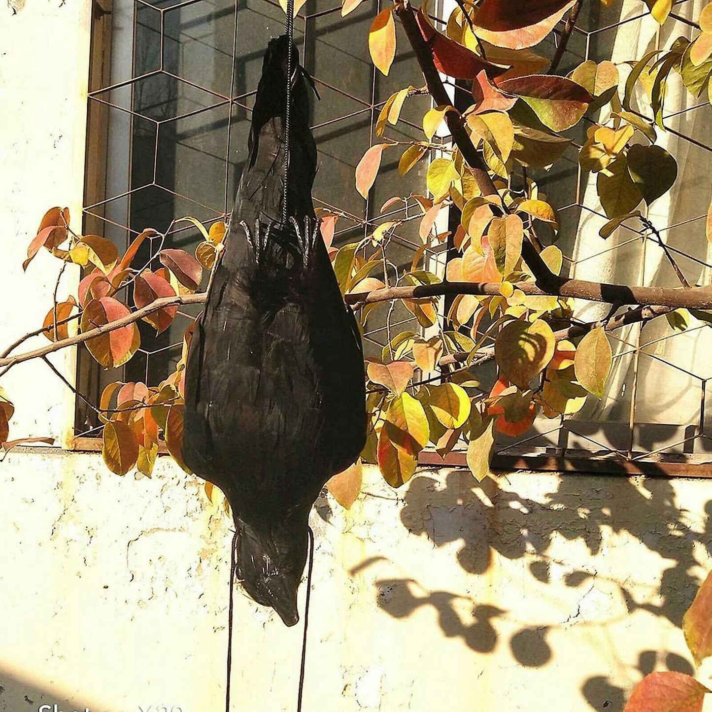 (Y)Realistic Hanging Dead Crow Lifesize Extra Black Feathered Crow