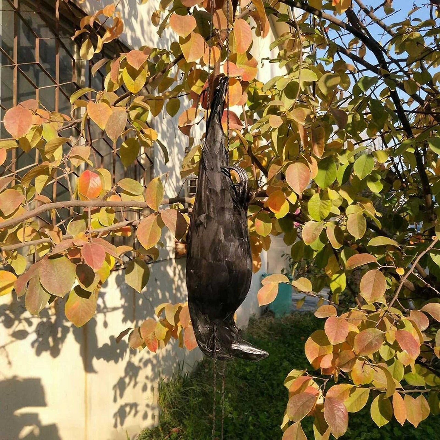 (Y)Realistic Hanging Dead Crow Lifesize Extra Black Feathered Crow