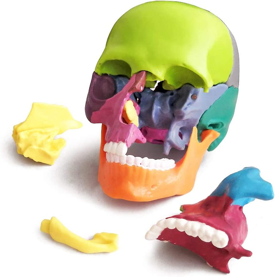 (Y)New Anatomy Skull Model 15 Parts Human Anatomy Exploded Skull Detachable Palm-Sized Mini Human Color Medical