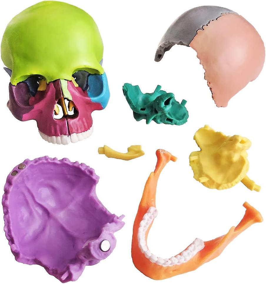 (Y)New Anatomy Skull Model 15 Parts Human Anatomy Exploded Skull Detachable Palm-Sized Mini Human Color Medical