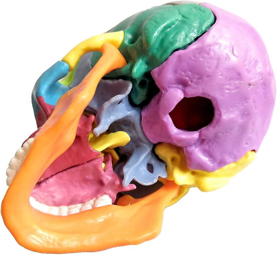 (Y)New Anatomy Skull Model 15 Parts Human Anatomy Exploded Skull Detachable Palm-Sized Mini Human Color Medical