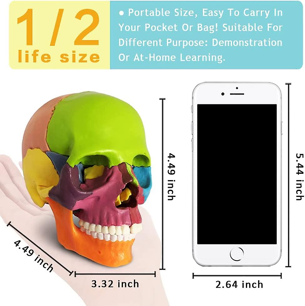 (Y)New Anatomy Skull Model 15 Parts Human Anatomy Exploded Skull Detachable Palm-Sized Mini Human Color Medical